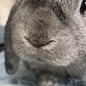 Profile photo of Nan na