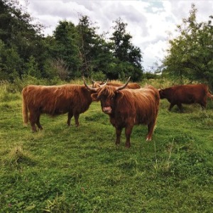 Profile photo of Amager Fælled